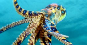 Blue-ringed Octopus Ross Jones Rockpool