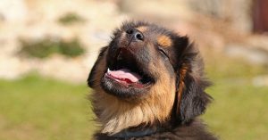 Coogee Pet ownership