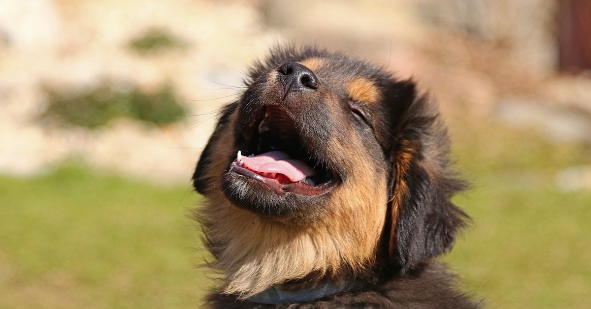 Coogee Pet ownership