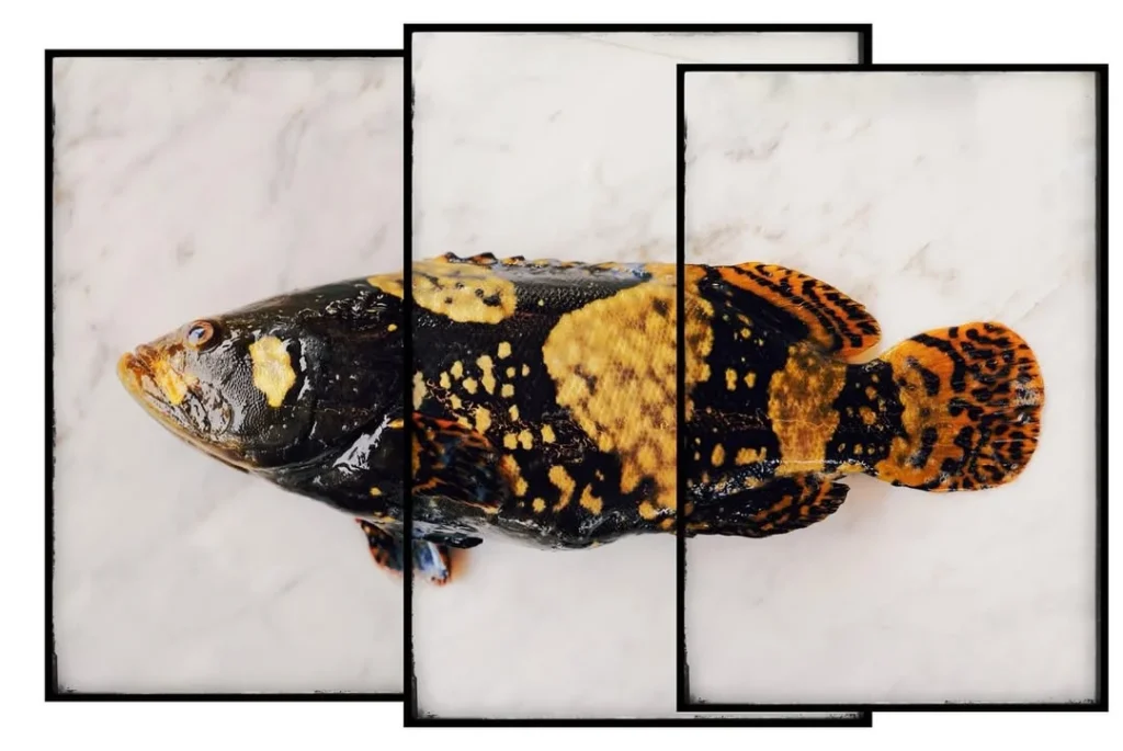 Photographed by John Susman