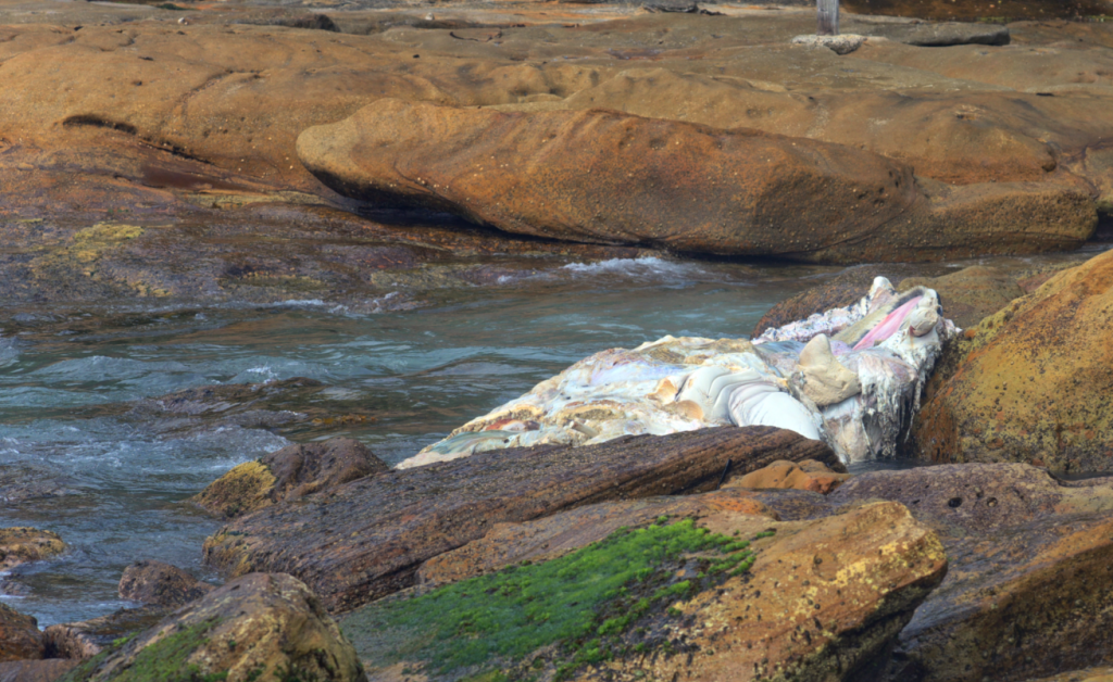 Maroubra Beach whale carcass