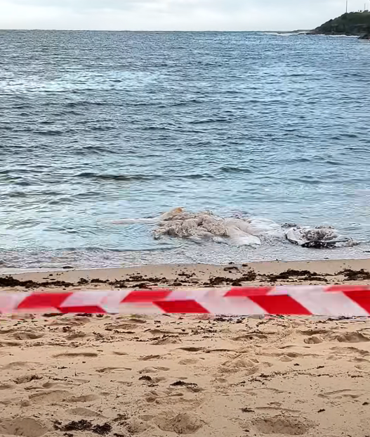 whale carcass